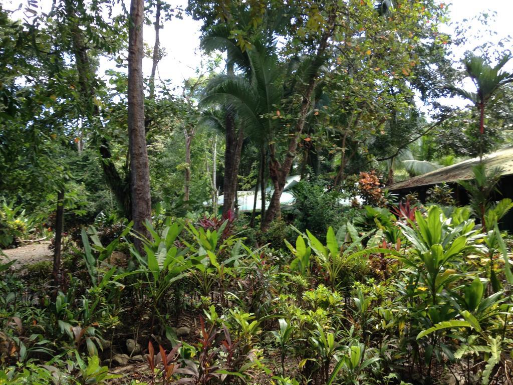 Casa Manglar Villa Puerto Jiménez Exteriör bild